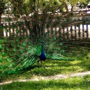 Meet your Posher, Raven